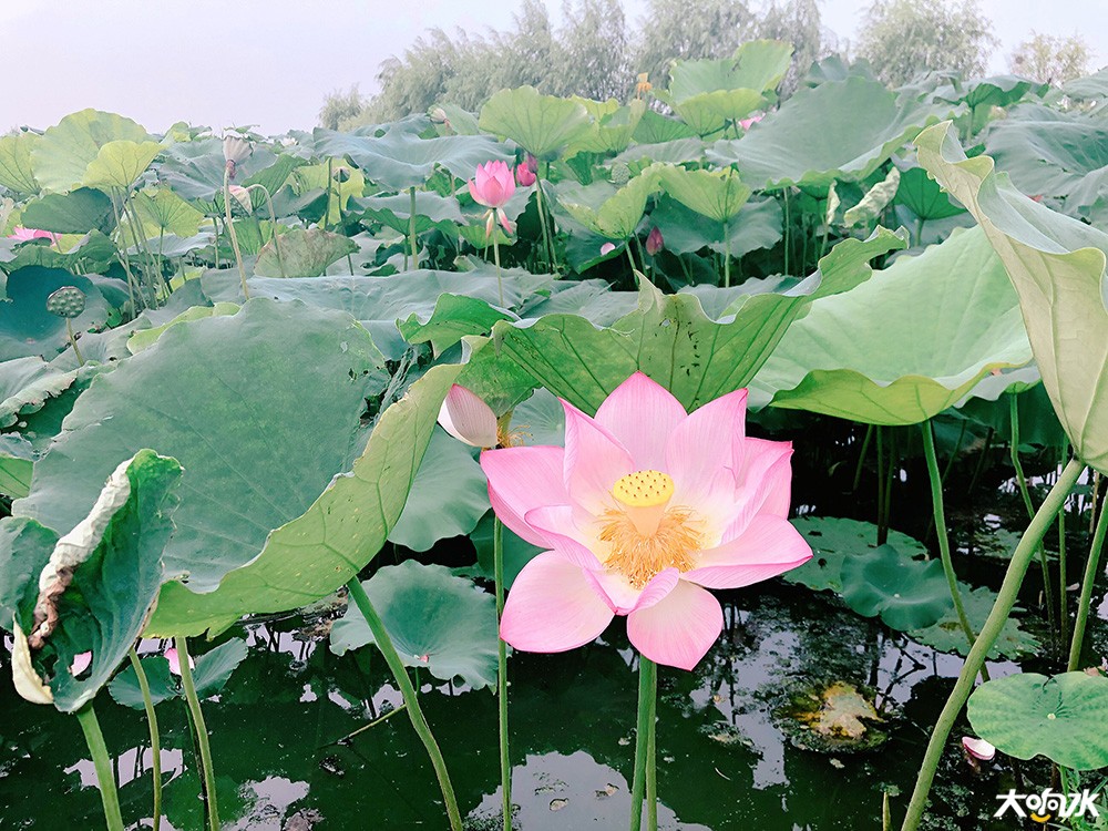 微信图片_20190721111410.jpg
