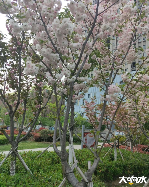 微信图片_20200417094906.png