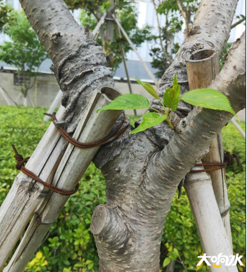 微信图片_20200417094916.png