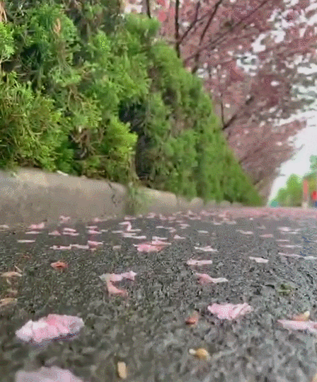 GIF.gif