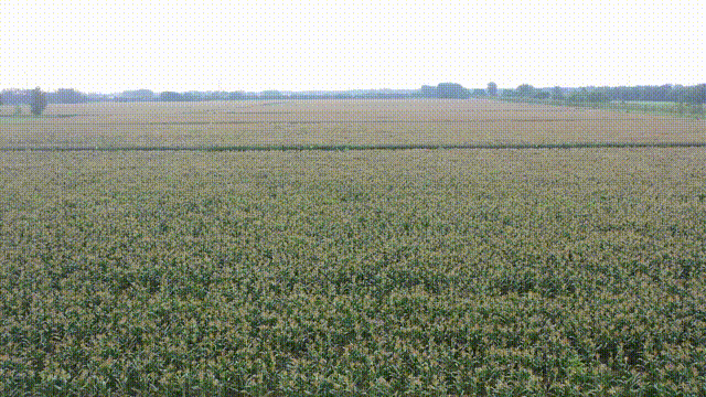 b53f661caa4147d58bd8dba865e698af.gif